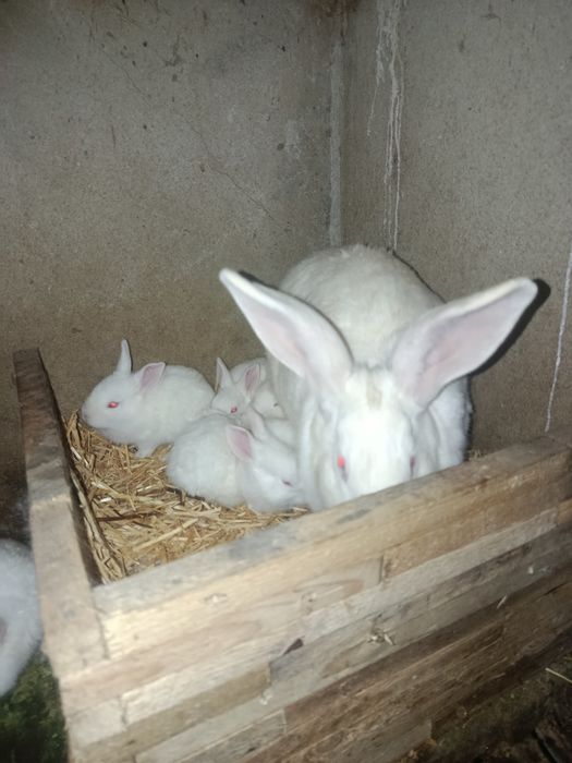 Продажа    кролів
