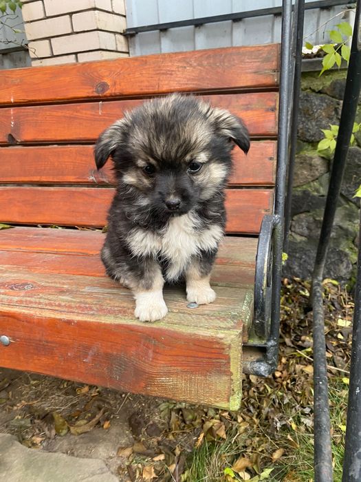 Віддам цуценят в хороші руки