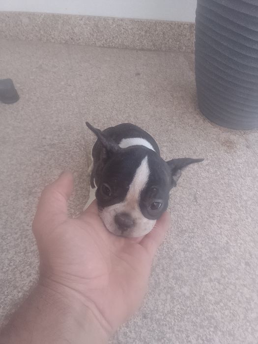 Bulldogue francês