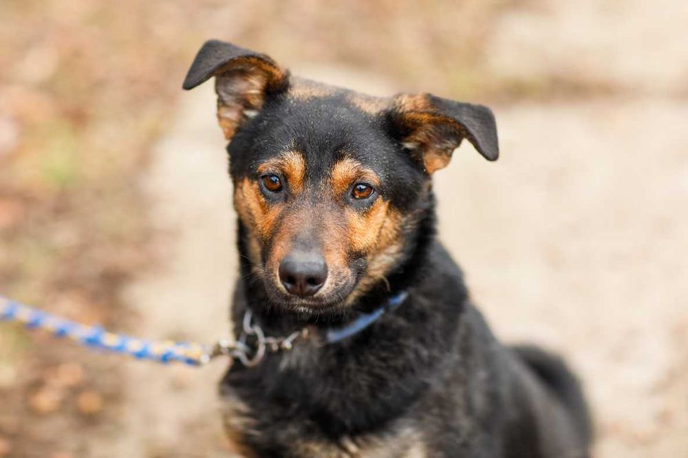 MUMIN - 1,5-roczny, łagodny i czuły wobec ludzi. [FILMIKI}