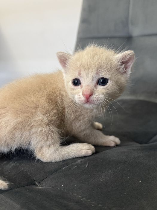 Віддам в добрі руки кошенят