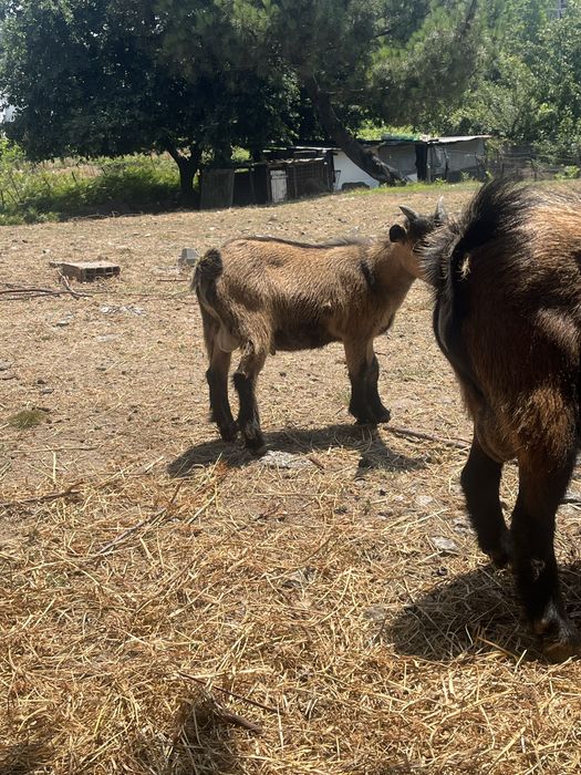 Cabras anas  ultimas
