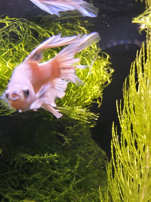 Oddam młodego Bojownika samca