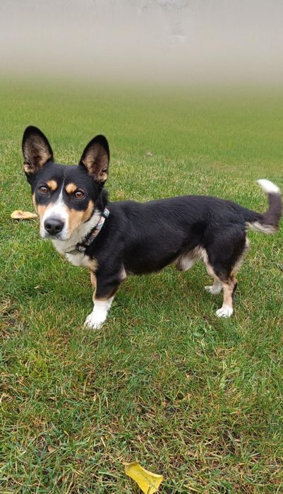 Шукаємо старого власника