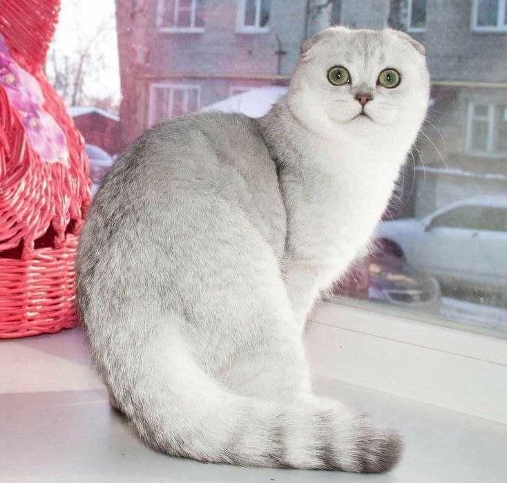 Надзвичайна красуня дівчинка породи Scottish fold