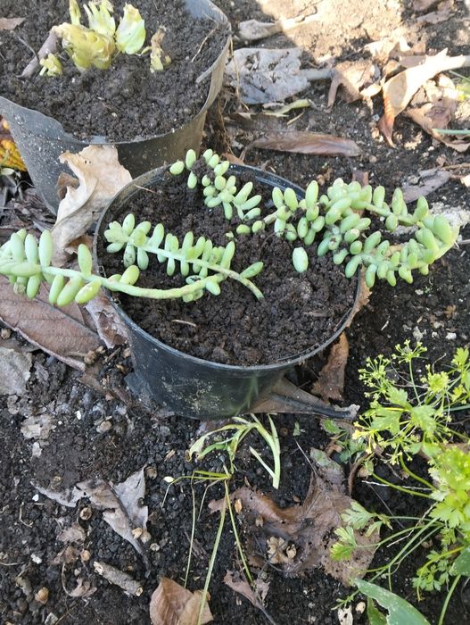 Plantas ornamentais e suculentas