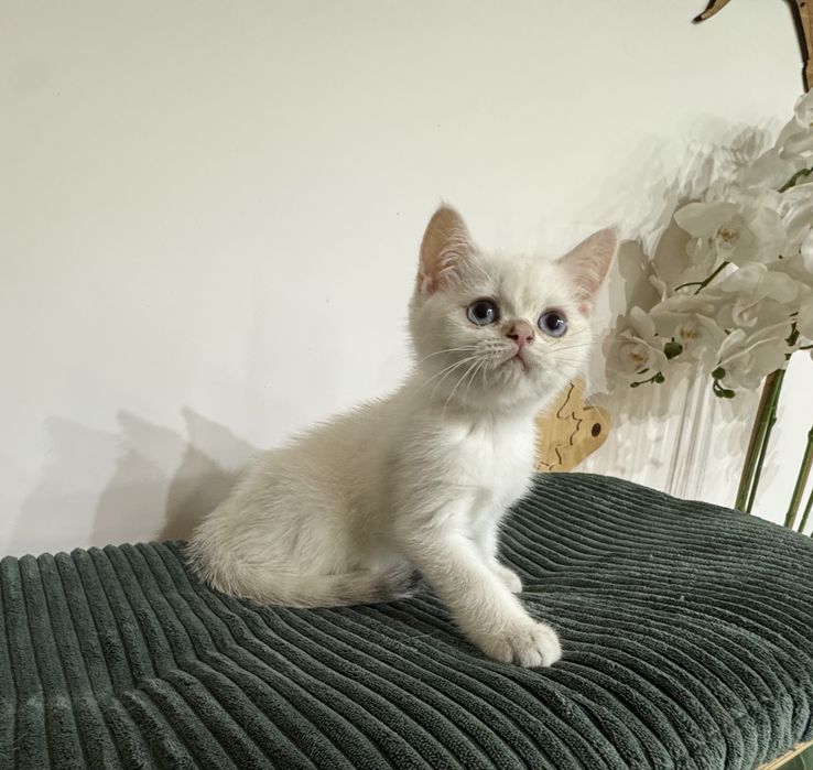 Kot kocur brytyjski point FIFe FPL prawdziwy rodowód GWARANCJA