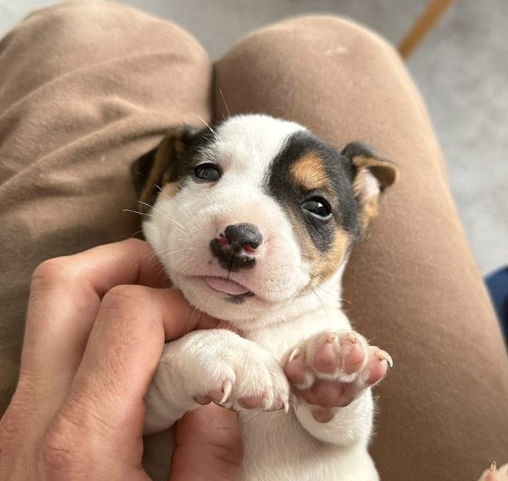 Jack Russell Terier