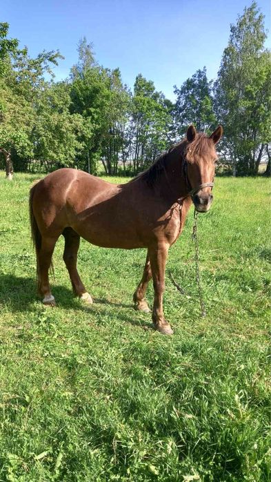 Продам красуню ,14 років ,каштанка,ціна договірна