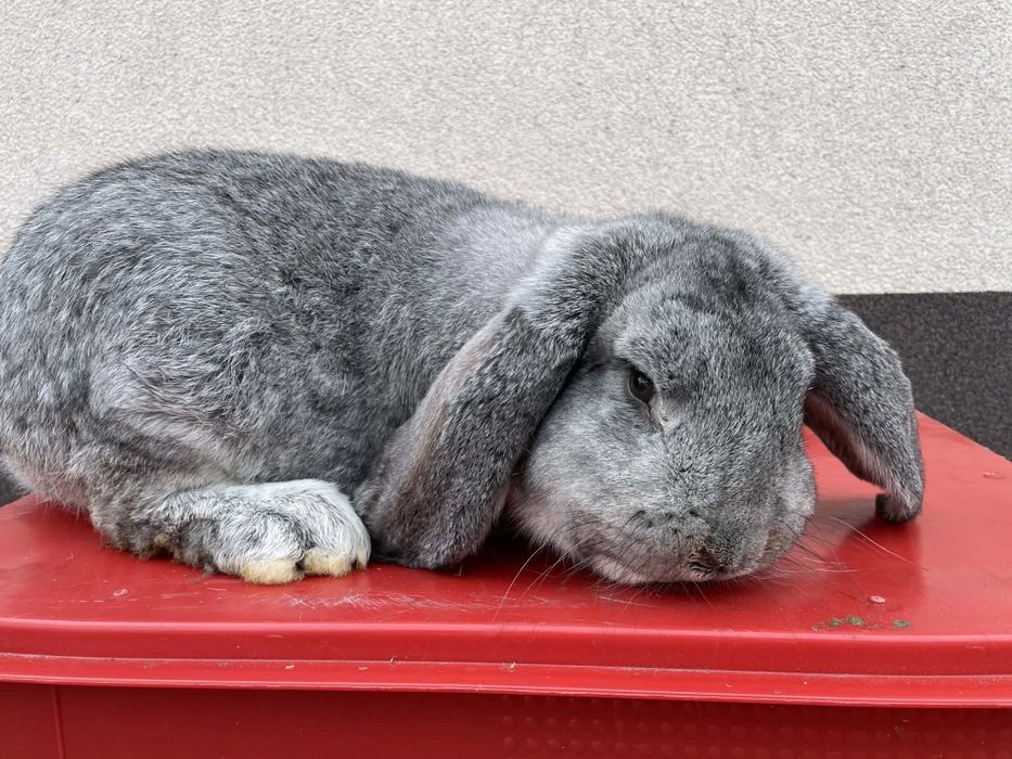 Królik Baran Francuski Szynszyl