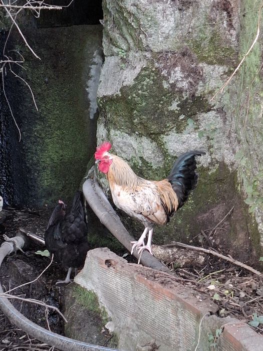 Garnizes para consumo ou reprodução jovens