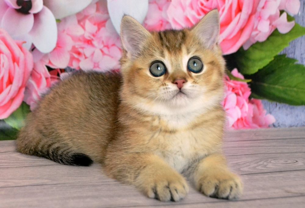 Золотая шиншилла,  котенок