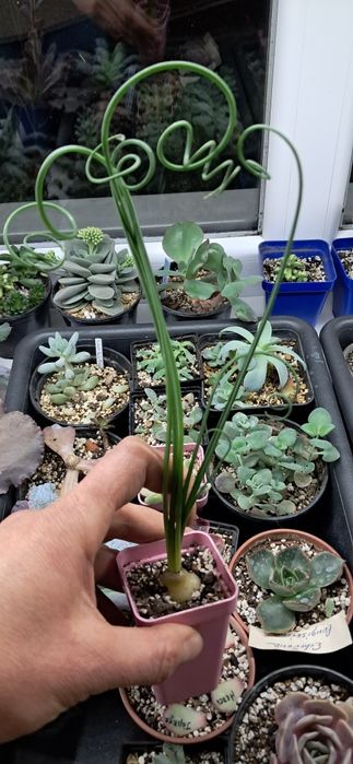 Эхеверия,  красула, каланхое