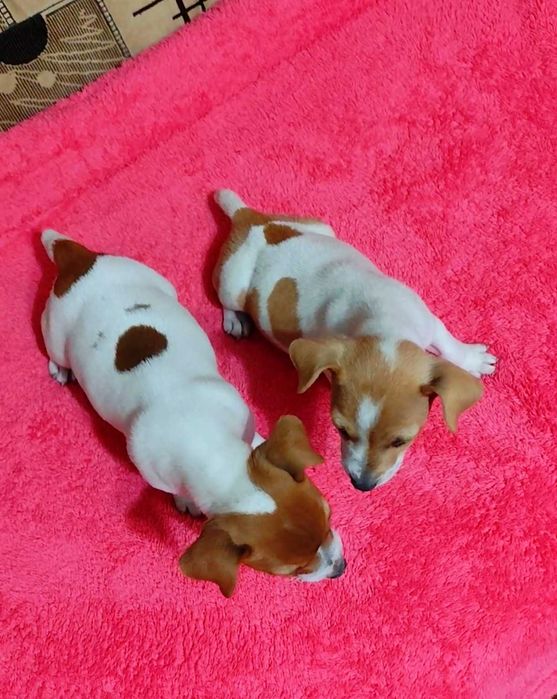 Джек Расел тер'єр, коротколапі,  міні. З документами буде дорожче