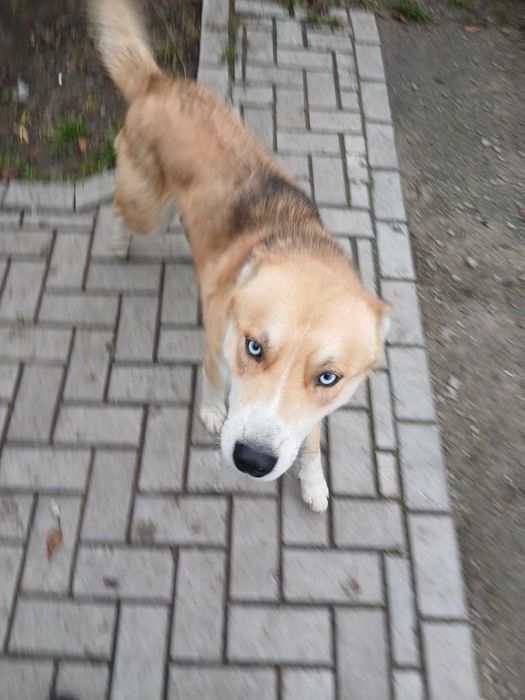 Отдам собаку 1,5 года