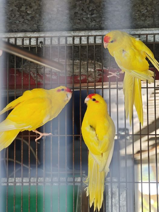 Kakarikis vermelhos e branco