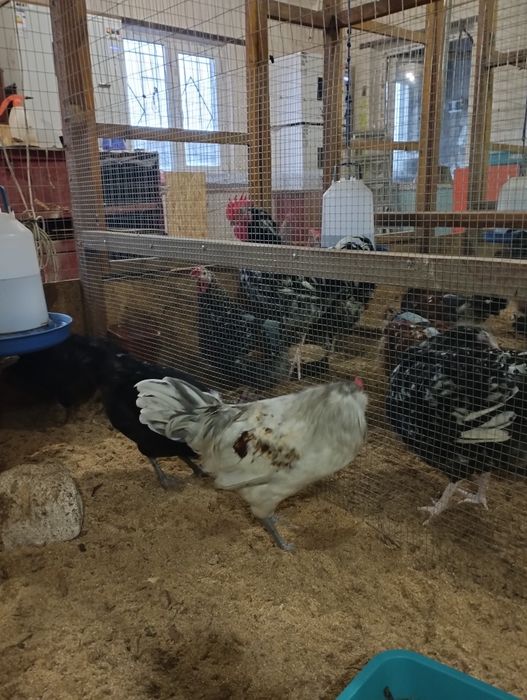 Інкубаційне яйце Амераукана