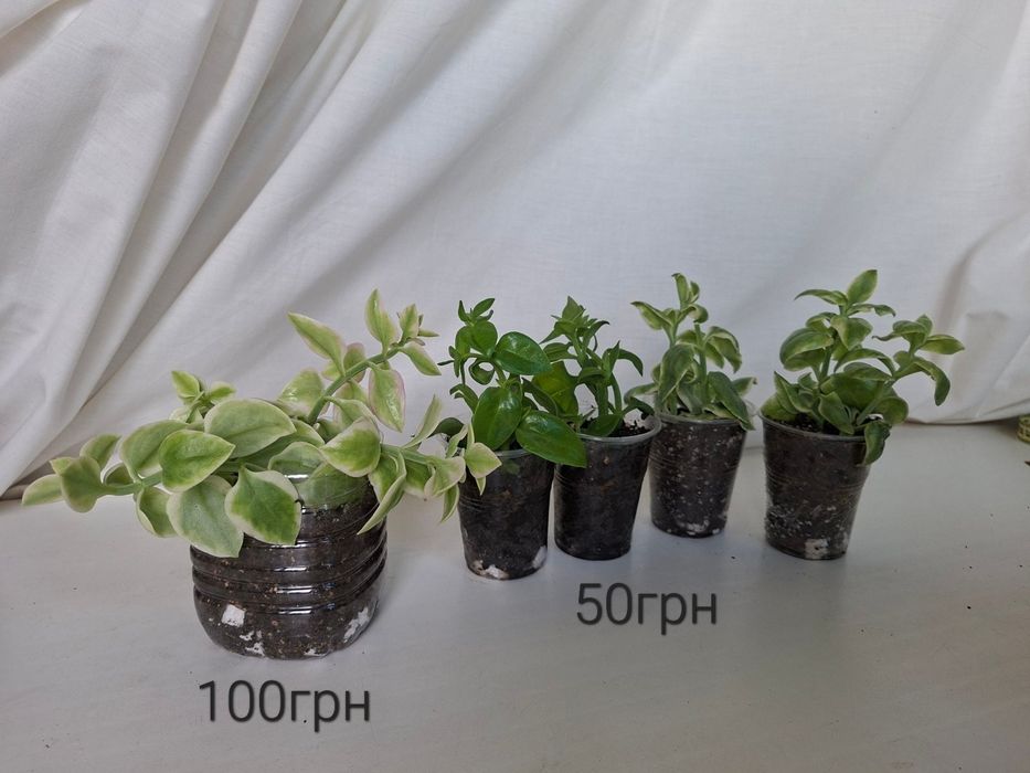 Кімнатна рослина аптенія варіегатна Aptenia variegata ампельна квітка