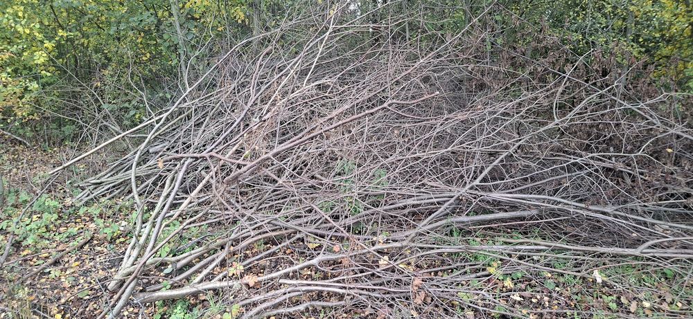 Gałęzie oddam za darmo