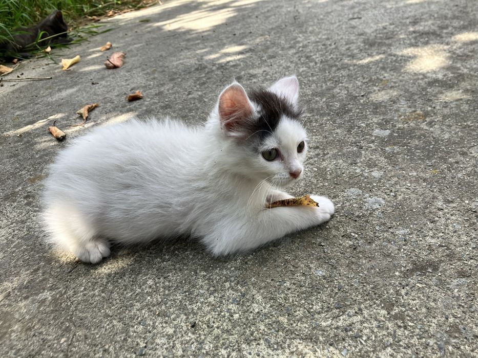 Грайливі Кошенята!!!