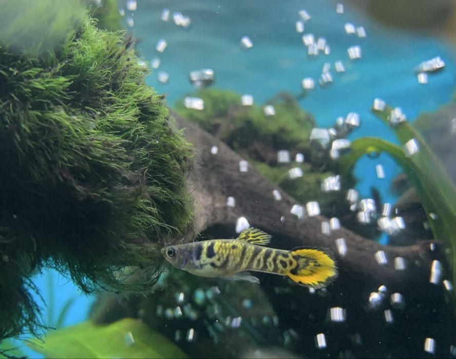 Gupiki endlera tiger