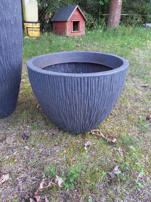 Donnica ogrodowa duża