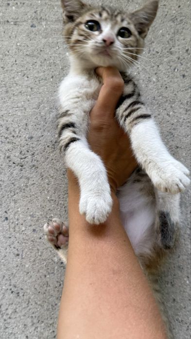 Котенок мальчик 8 месяцев