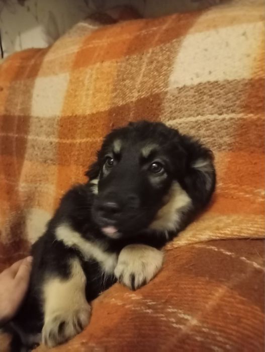 Гарненькі цуцики шукають родину