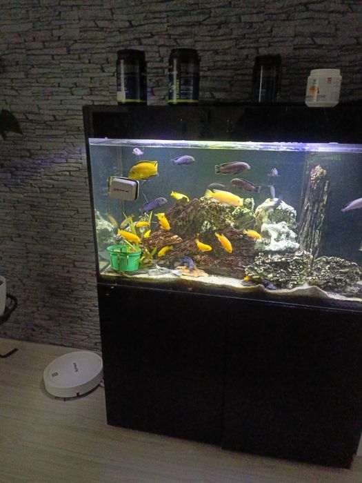 Akwarium Malawi sprzedam