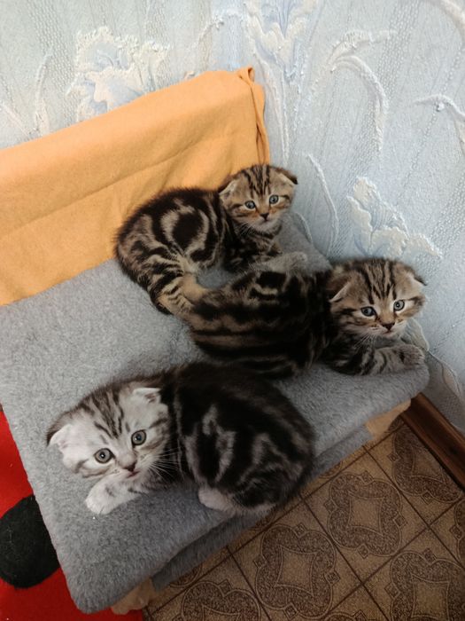Котята шотландские вислоухие