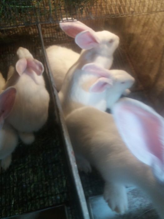 Термонська біла різного віку