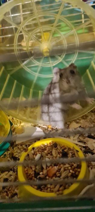 Джунгарики сірі шукають родину