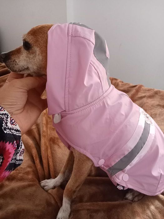 Pinscher para doação