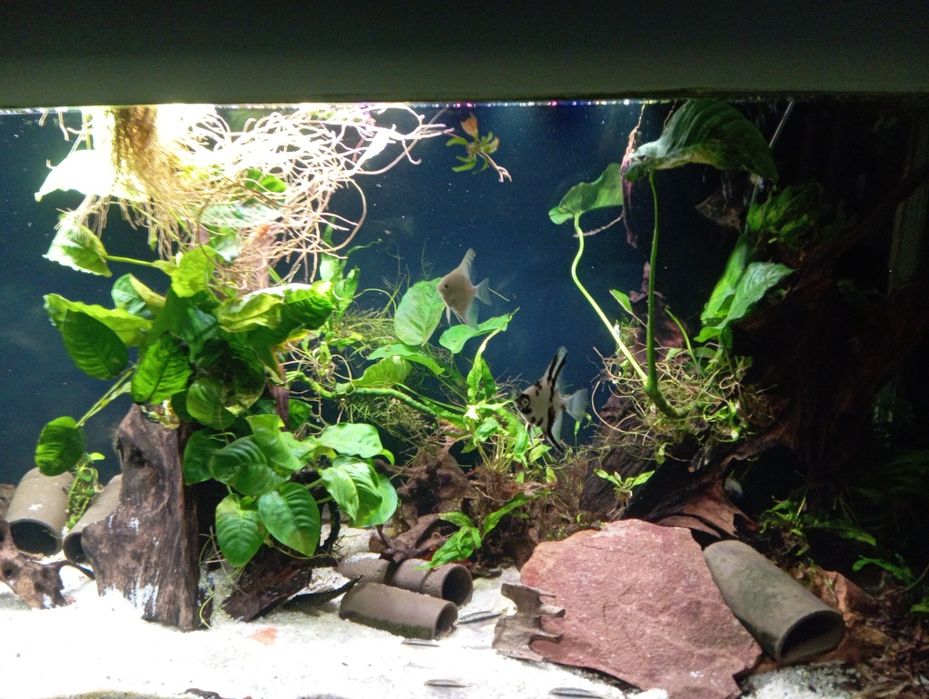 Akwarium Aquael glossy 405l