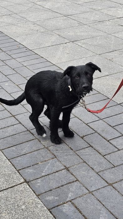 Pies do adopcji 4 miesiące