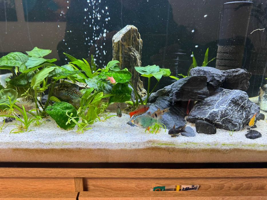 Akwarium z szafka .żywe