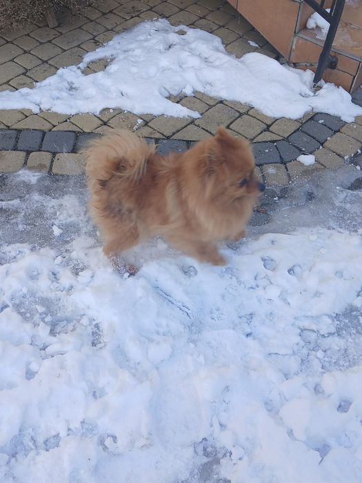 Szpic Niemiecki śliczna suczka