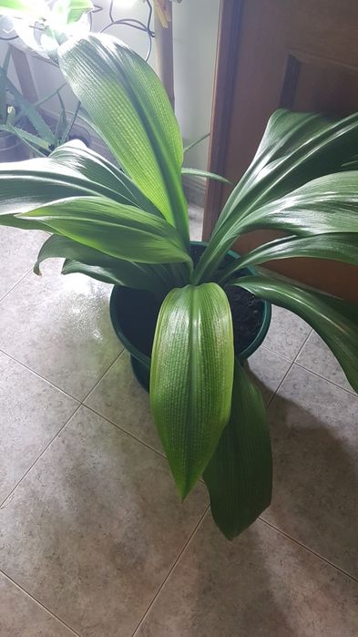Lírio aranha - Hymenocallis caribaea