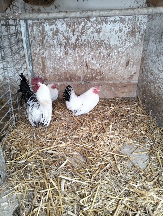 Jajka legowe Lakenfelder,