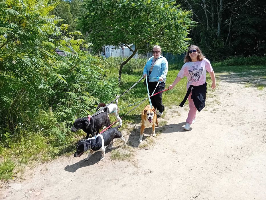JASKIER - 10 lat, 16kg, łagodny, mix BOKSERA, przekochany. [FILMIK}