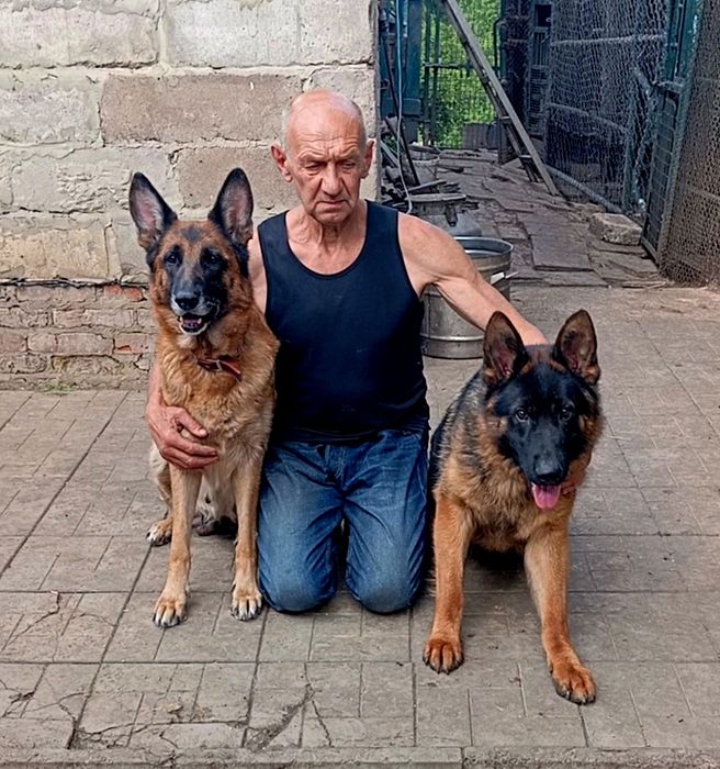 Питомник предлогает щенков 2,5 месяца.