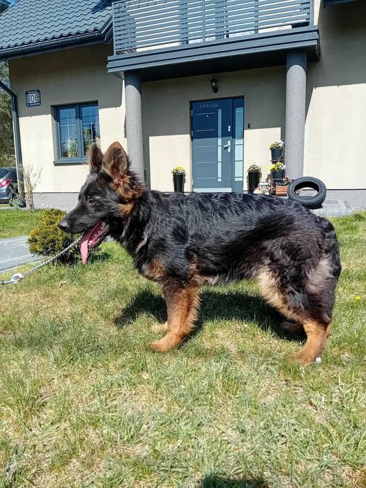 Owczarek Niemiecki długowłosy czarno podpalany szczeniak
