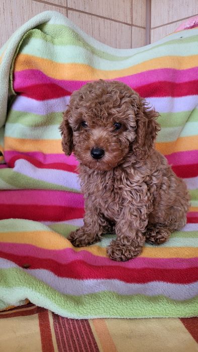 Той пудель ред браун.