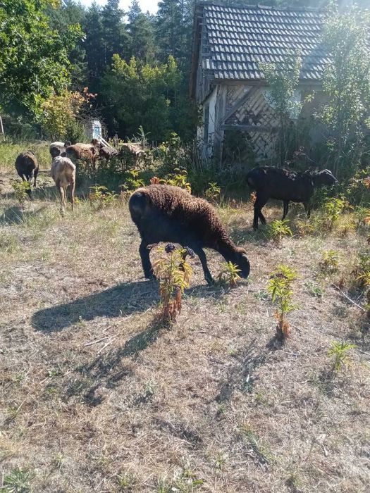 Продам молоді ягниці курдючної породи