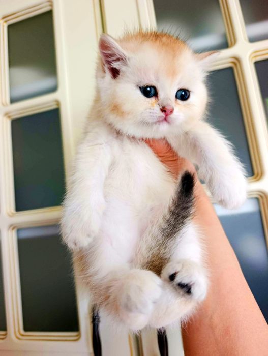 Золота шиншила котята