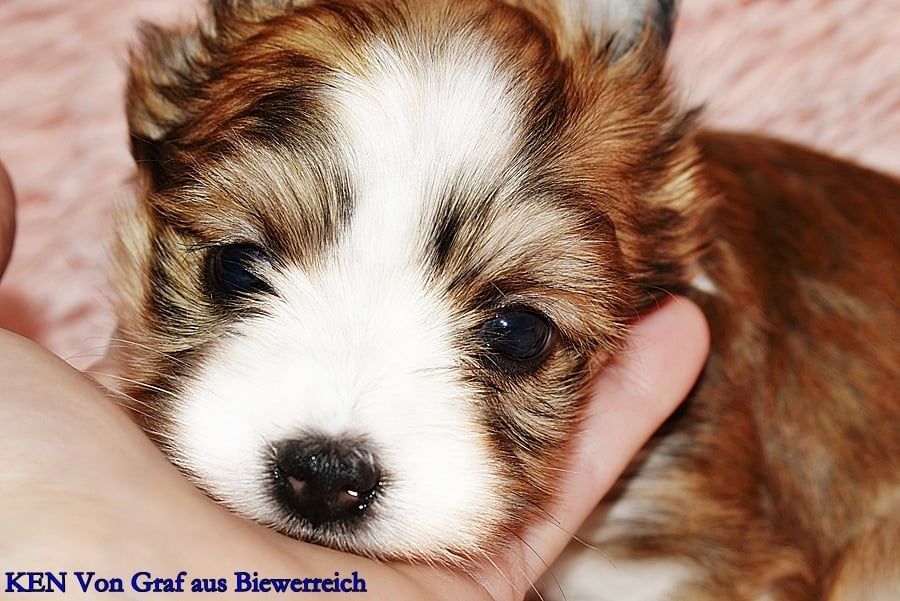 Śliczny piesek White Ocean Pearl Yorkshire Terrier z rodowodem