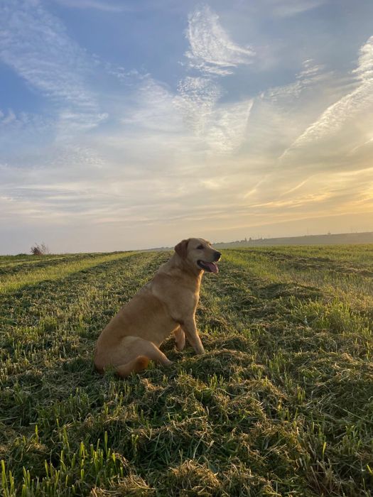 Cão adulto (6 anos) para adoção responsável – vacinado, chip e passaporte