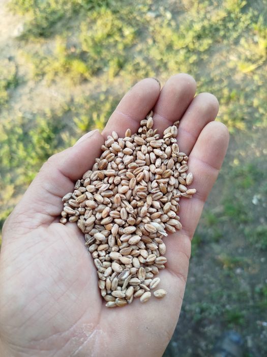 Pszenica / pszenica ozima