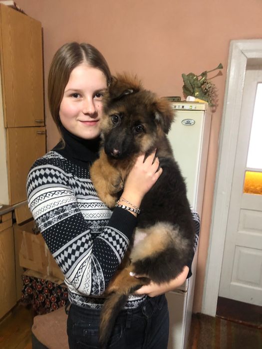 Німецькі вівчарки .