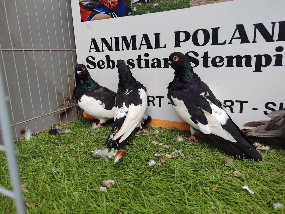 Gołębie. Mewki chińskie. Mewka.  Możliwy transport